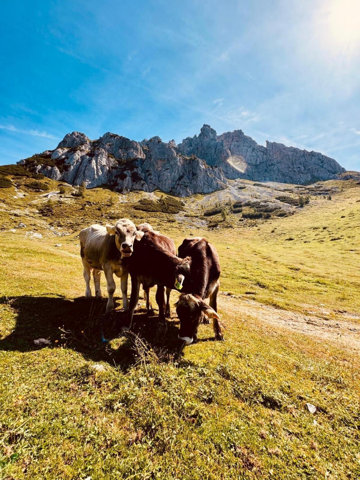 Stubihuettn Διαμέρισμα Sonnenalpe Nassfeld Εξωτερικό φωτογραφία